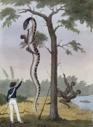 La scuoiatura del serpente Aboma, ucciso dal Capitano Stedman, da 